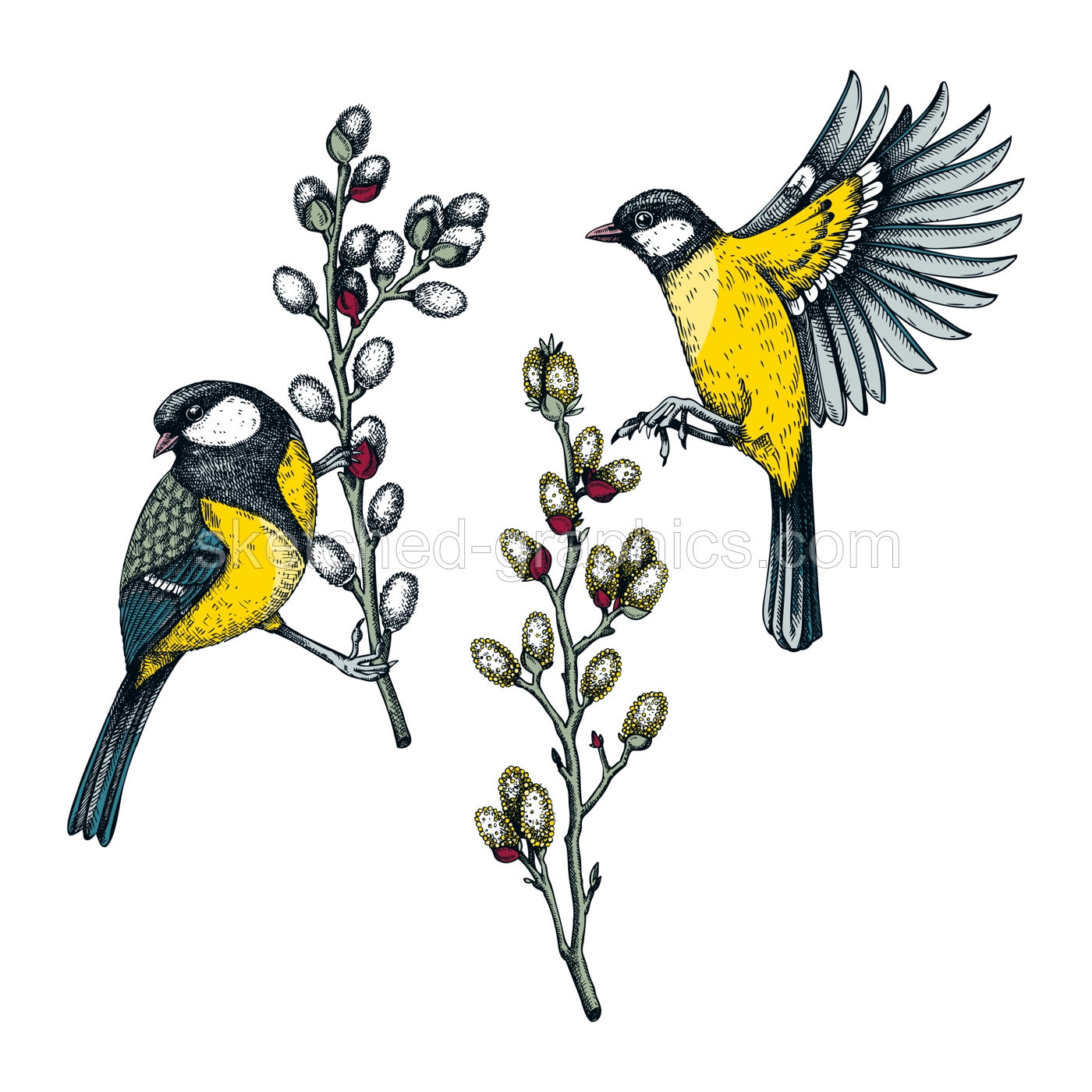 Colorful spring illustrations set. Two great tits on willow branches in sketched style. Hand drawn passerine bird and flowers sketches. Hand drawn wildlife illustration isolated on white background Illustration